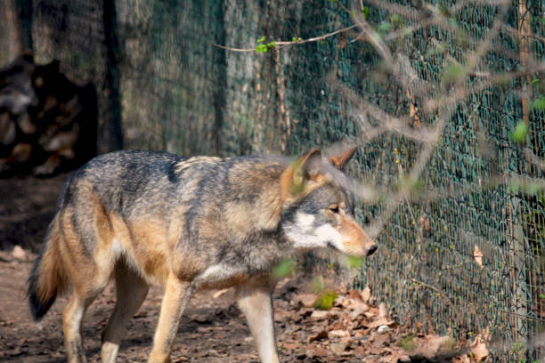 istock A beautiful wolf spends his time at his pleasure. 1475961944