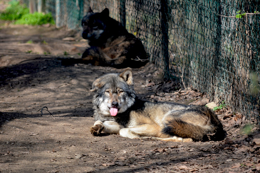 A beautiful wolf spends his time at his pleasure. Stock photo.