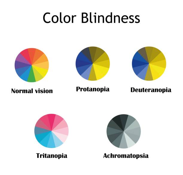 Color blindness typs:normal vision,protanopia,deuteranopia,tritanopia and achromatopsia.Infographic with color wheel. Color blindness typs:normal vision,protanopia,deuteranopia,tritanopia and achromatopsia.Infographic with color wheel.Study content for optometry students.Vector illustration. colorblind stock illustrations