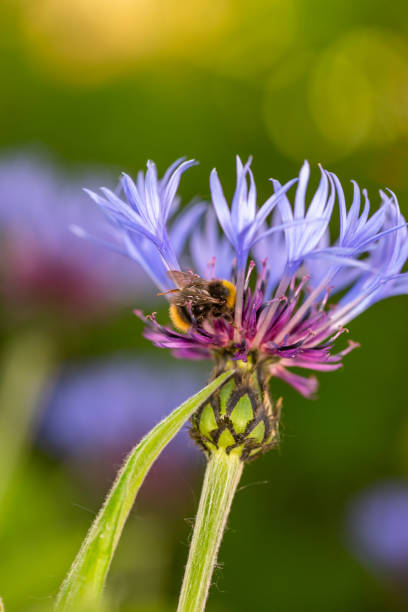 istock Bumblebee collecting nectar on a cornflower blue on a bright sunny day macro photography. 1475965989