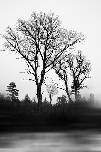 Silhouettes of a dark gloomy forest with textured trees on a white background with a blur and motion effect. The concept of dissolving dark-evil into white-good.