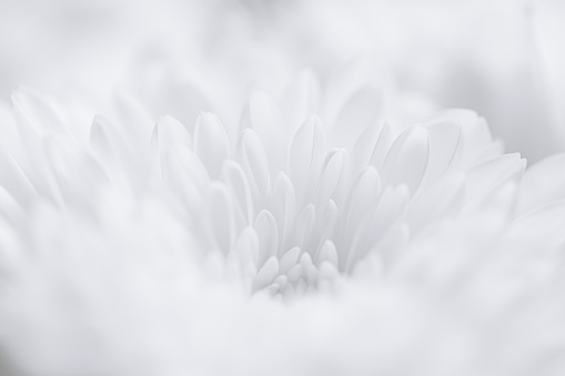 White macro flower,white flower as background,Close up of sunflower petals in front of white background. Smooth and soft shapes, soft color gradient. One little water drop on one petal. Detail shot. Only black and white.