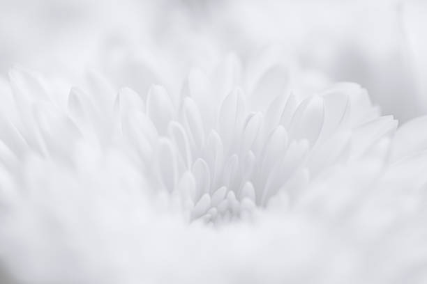 flor macro branca, flor branca como fundo, close up de pétalas de girassol na frente do fundo branco. formas suaves e suaves, gradiente de cor suave. uma pequena gota de água em uma pétala. detalhe da foto. só preto e branco. - dewy sunflower - fotografias e filmes do acervo