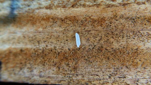 istock A rice grain on the table. One rice grain. Raw rice on a table.  A single rice grain close-up shot 1475972395