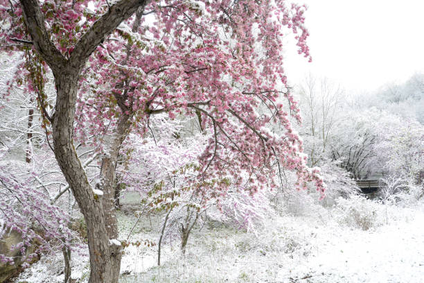 istock Late spring snowfall, Tippecanoe County, Indiana 1475975091