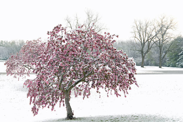 istock Late spring snowfall, Tippecanoe County, Indiana 1475975093
