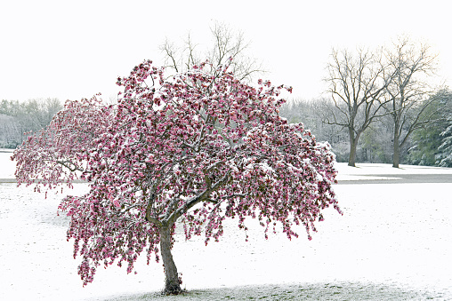Never, in my many years, have I seen snow covering flowering trees in Indiana.  They appeared to be like oriental gardens.