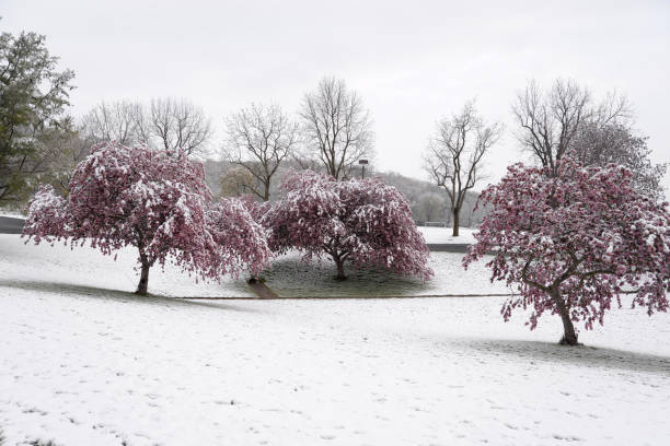 istock Late spring snowfall, Tippecanoe County, Indiana 1475975101