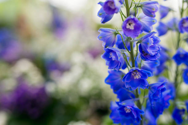Closeup pf alpine delphinium flower