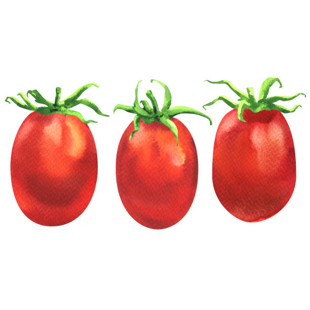 ilustrações, clipart, desenhos animados e ícones de três tomates cereja vermelhos suculentos frescos na linha, ingrediente orgânico do alimento, close-up, isolado, ilustração de aquarela desenhada à mão no branco - cherry tomato tomato white background vegetable