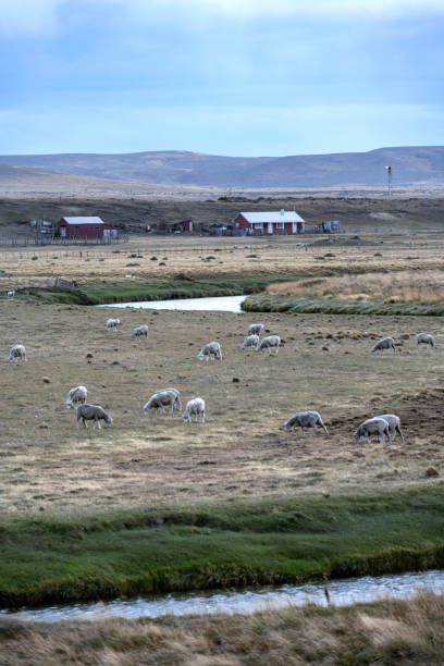 istock Sheep grazing in a meadow. 1475980688