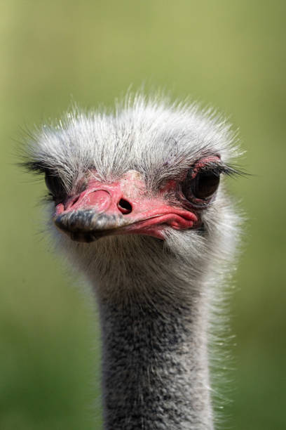 Ostrich Head stock photo