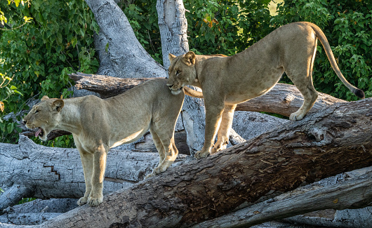 Alert lion and lioness standing in profile