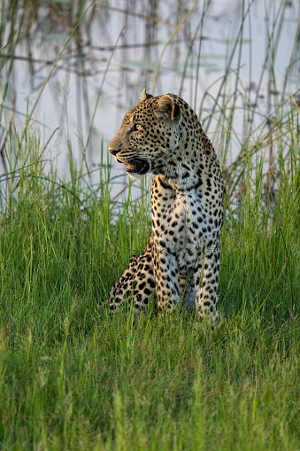 Leopard sitting in the grass