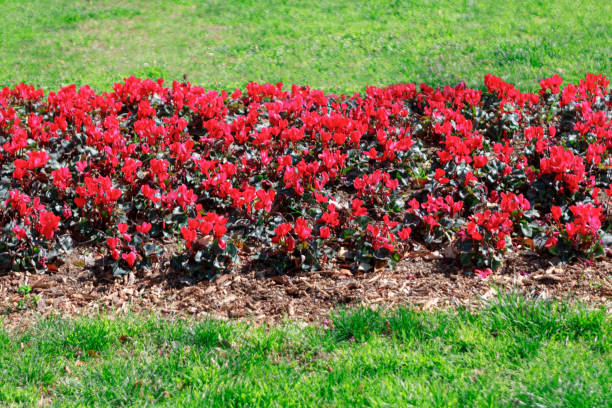 istock red cultivated flowers and green grass 1475984362