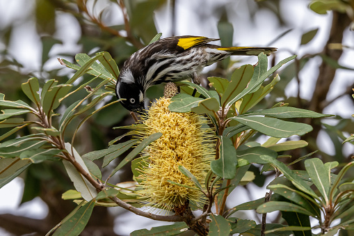 New Holland Honeyeater feeding on the nectar of a Coast Banksia