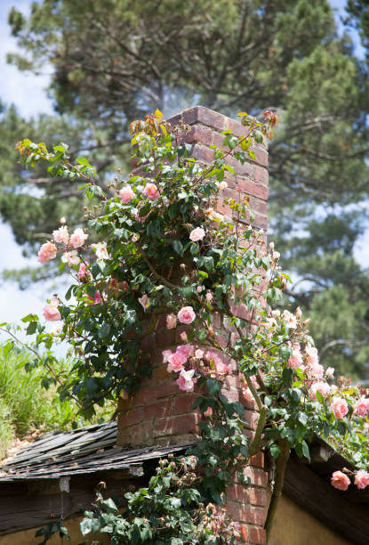 istock The Chimney Surrounded By Roses 1475985172
