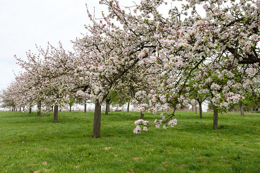 Apple blossom in bloom in an old fashioned cider orchard