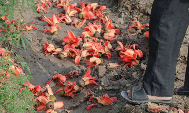 Photo of Red Silk cotton flower tree blooming like fire in pakistan.