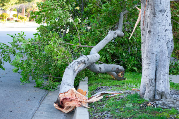 costa mesa, kalifornien - ein umgestürzter baum liegt auf der straße - baumstamm am boden stock-fotos und bilder