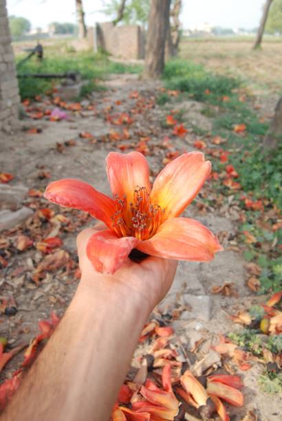 istock A Man Holding Red silk cotton Flower in hand 1475988090