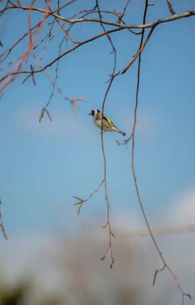 Photo of Little Goldfinch is standing on the tree.