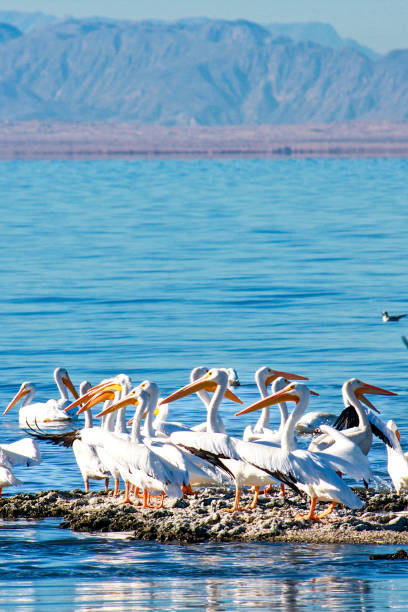 istock Bombay Beach in Southern California 1475989492