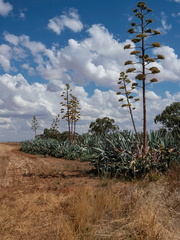 Tall agave, Century plants on sunny day