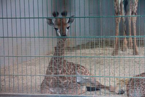 Baby giraffa at the zoo
