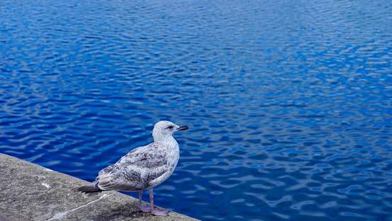 Seagull on quayside looking over a vast expanse of the deep blue, rippling sea water with copy space . Its grey and white feathers stand out over the blue water