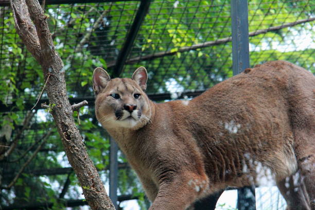 istock A cougar in the zoo 1475992610