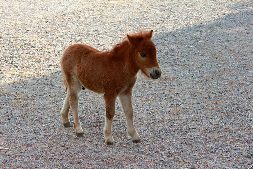 Little horse at the zoo