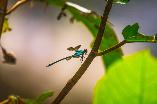 Close up of dragon fly on a plant branch