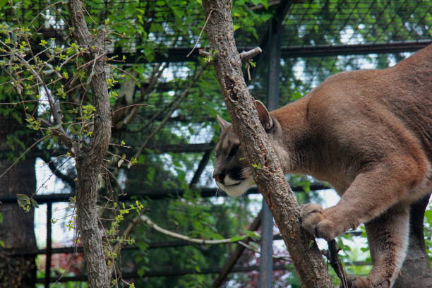 istock A cougar in the zoo 1475993005