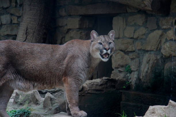 istock A cougar in the zoo 1475993007