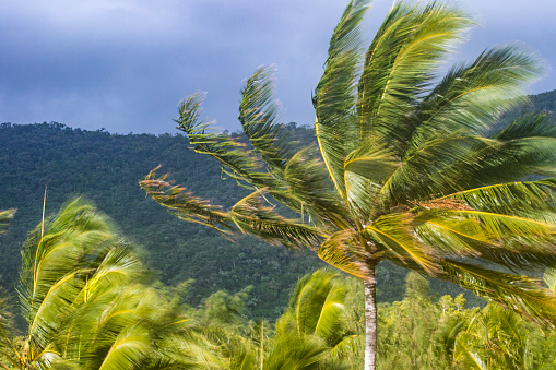 Strong wind blowing palm trees in a storm