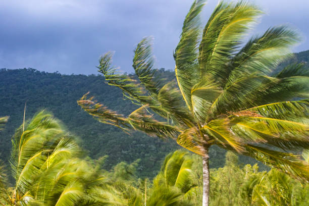 Strong wind blowing palm trees in a storm stock photo