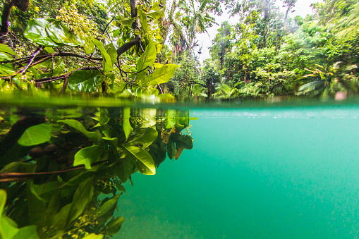 Waterline of lush green plants in rain forest swimming hole, shot in the Daintree rainforest, Queensland.