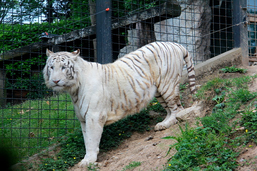 White tiger, tigress with black stripes walking in aviary with metal fence. Wild endangered animals, big cat