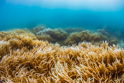 Underwater scene of swaying reeds and coral in clear blue ocean. Great Barrier Reef, Queensland.