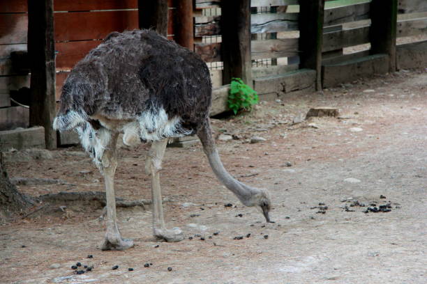 istock Ostrich at the zoo 1475993125