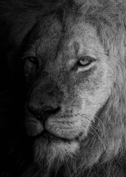istock Lion Portait 1475993146