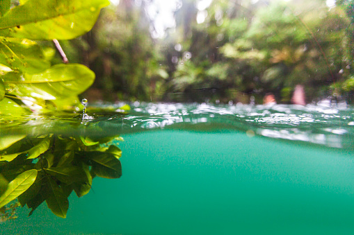 Water drops on waterline with lush green plants in rain forest swimming hole, shot in the Daintree rainforest, Queensland.