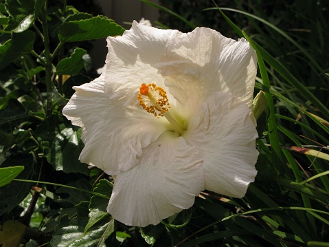 Front view of a white hibiscus flower.