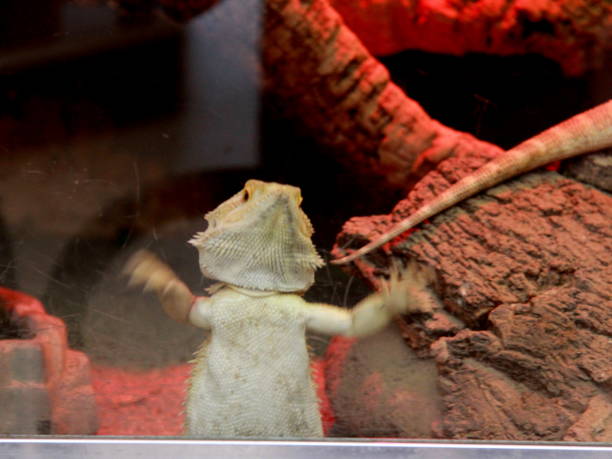 istock Dragon at the zoo 1475996482