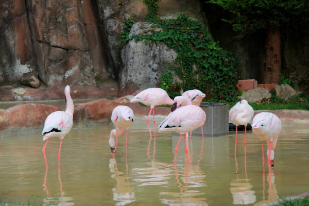 istock Flamingos in the zoo 1475996505