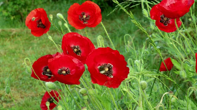 Red poppies close-up