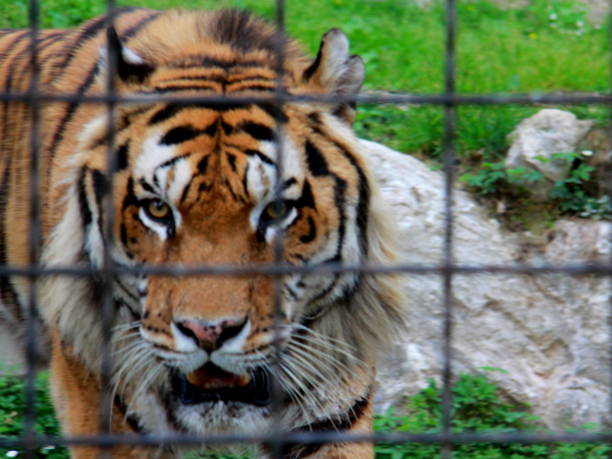 istock The tiger's eyes 1475996615