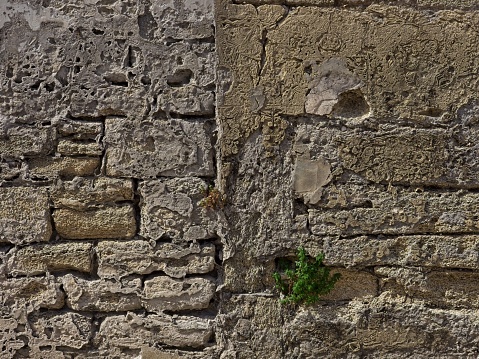 Weathered and beaten old coquina stone wall with small green plant growing in crack in wall. Old town Saint Augustine wall structure as an abstract background with copy space.