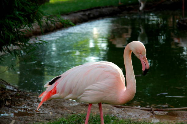 istock Flamingos in the zoo 1475996755